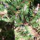 Pinus contorta 'Spaan's Dwarf' - 40-50 cm
