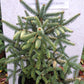 Brad Abies pinsapo 'Aurea' - 35-40 cm