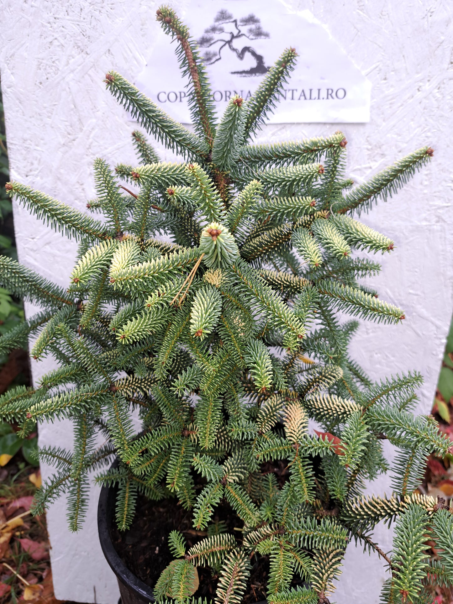 Brad Abies pinsapo 'Aurea' - 35-40 cm