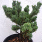 Pinus parviflora 'Kin-Po' - 25-28 cm