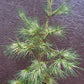 Pinus densiflora 'Golden Ghost' - 60-80 cm