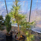 Pinus densiflora 'Golden Ghost' - 60-80 cm