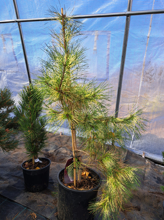 Pinus densiflora 'Golden Ghost' - 60-80 cm