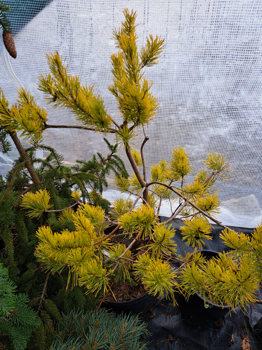 Pinus Sylvestris Gold Coin - 100 cm