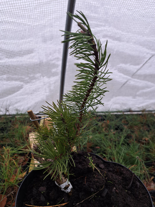 Pinus banksiana 'Uncle Foggy' - 30 cm