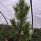 Pinus mugo 'Misty' - 30-40 cm