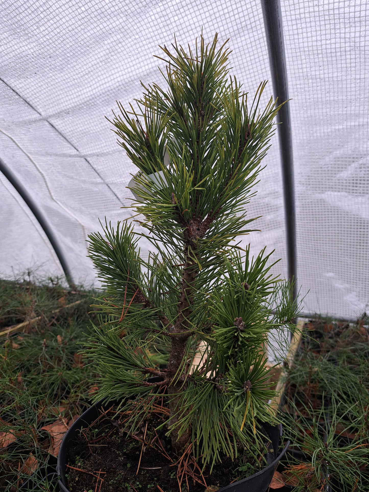 Pinus mugo 'Misty' - 30-40 cm