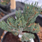 Pinus monophylla 'The Brad' - 15-20 cm
