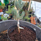 Pinus monophylla 'The Brad' - 15-20 cm