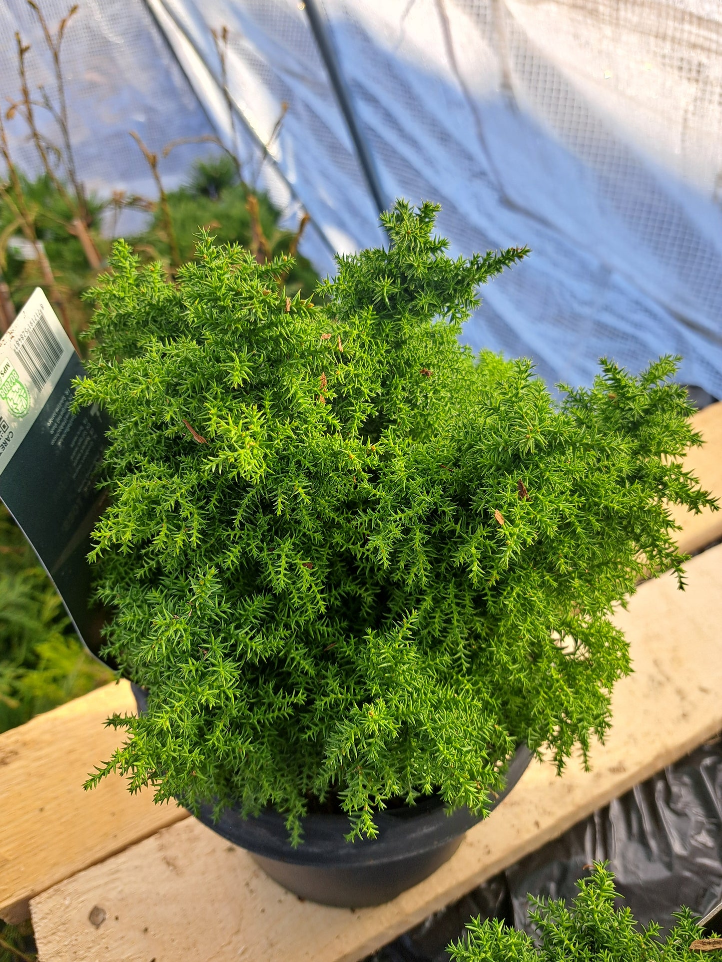 Cryptomeria japonica 'Twinkle Toes' 20 cm