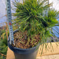 Pinus mugo 'Varella' 20-25 cm