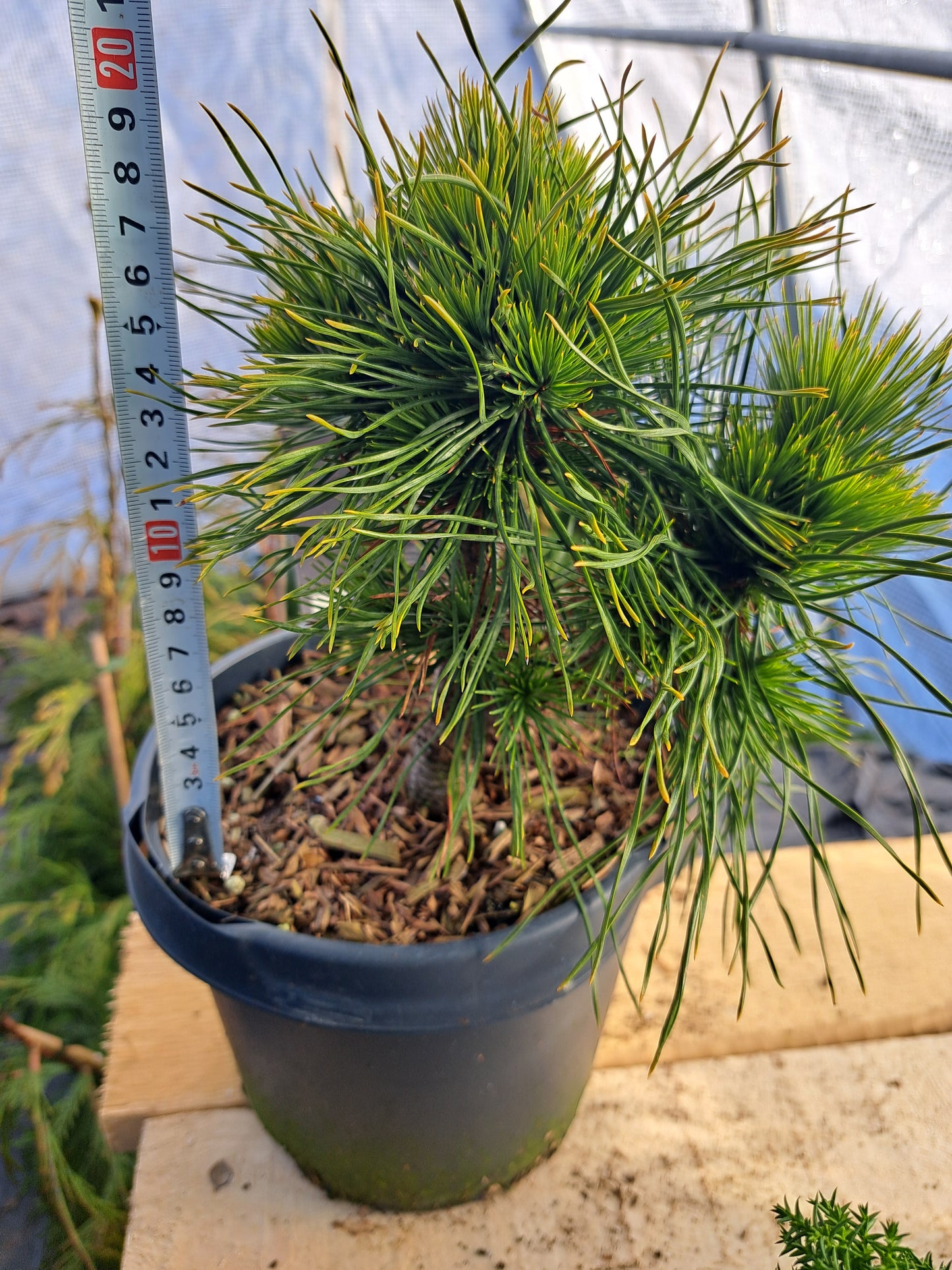 Pinus mugo 'Varella' 20-25 cm