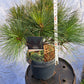 Pinus strobus 'Radiata' 30-40 cm