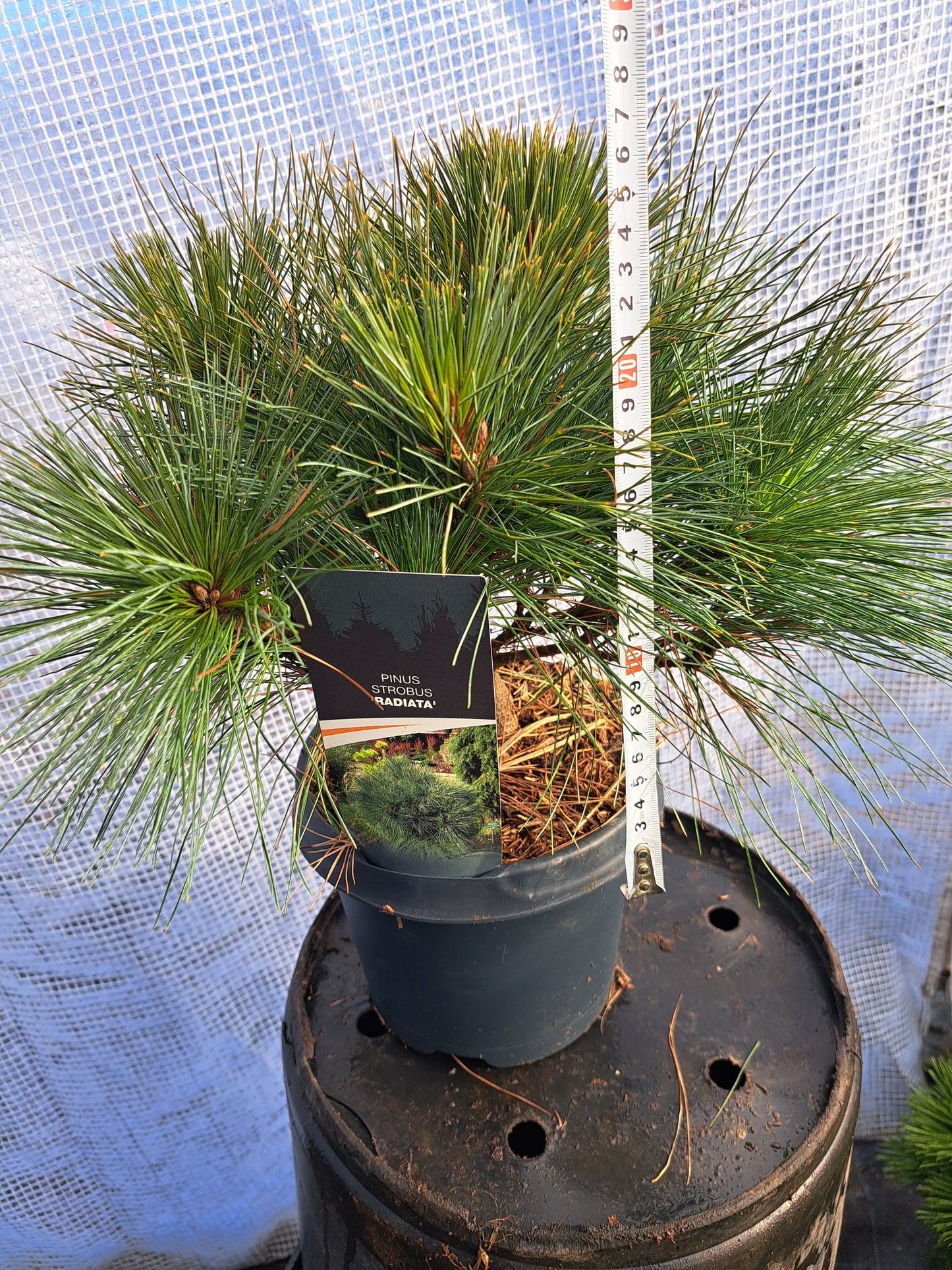 Pinus strobus 'Radiata' 30-40 cm