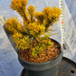 Pinus mugo 'Carstens Wintergold' 25 cm