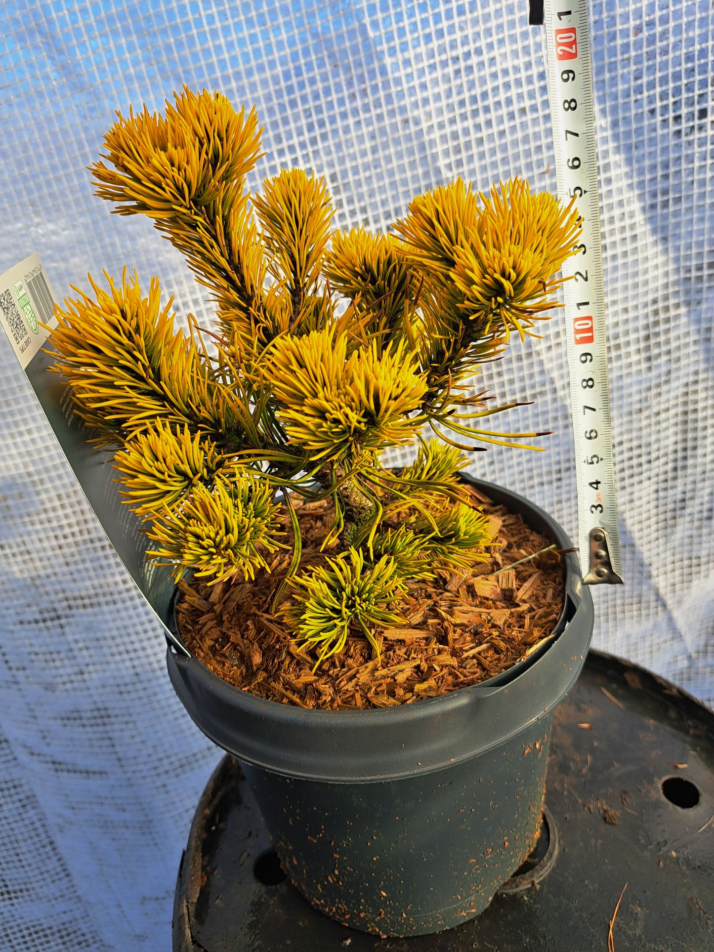 Pinus mugo 'Carstens Wintergold' 25 cm