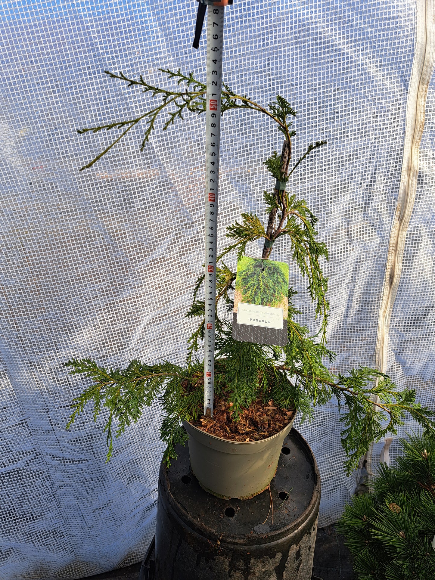 Chamaecyparis lawsoniana 'Pendula' 50-70cm