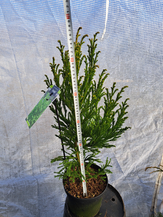 Cryptomeria japonica 'Jindai' 45-55 cm