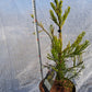 Sequoiadendron giganteum 'Vida Magical Mystery' 30-40 cm