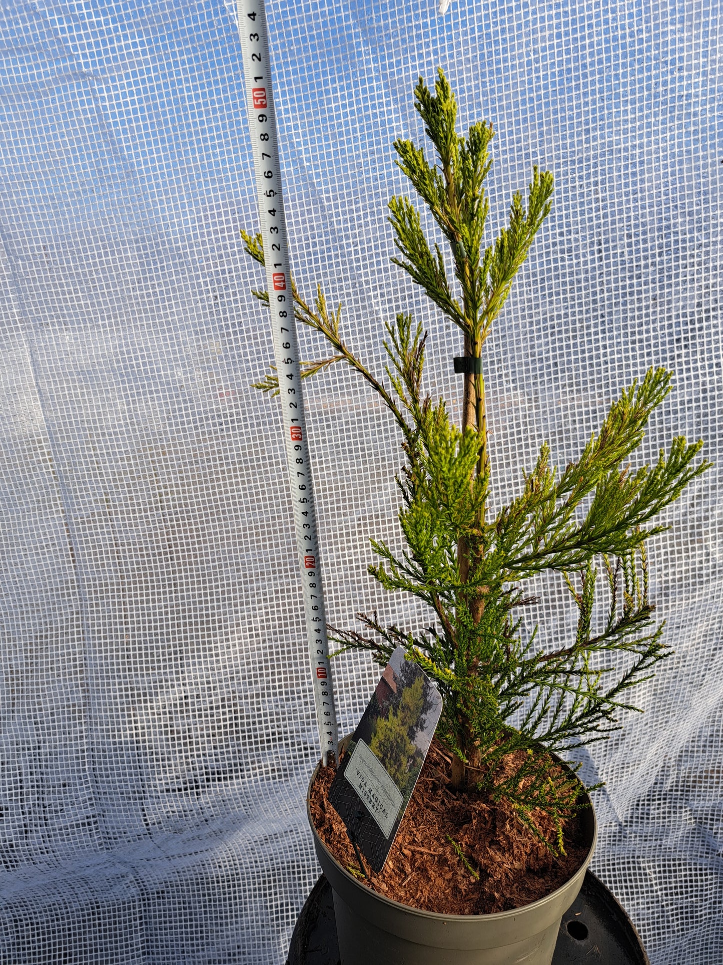 Sequoiadendron giganteum 'Vida Magical Mystery' 30-40 cm