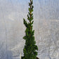 Chamaecyparis lawsoniana 'Wissel's Saguaro' 40-50 cm