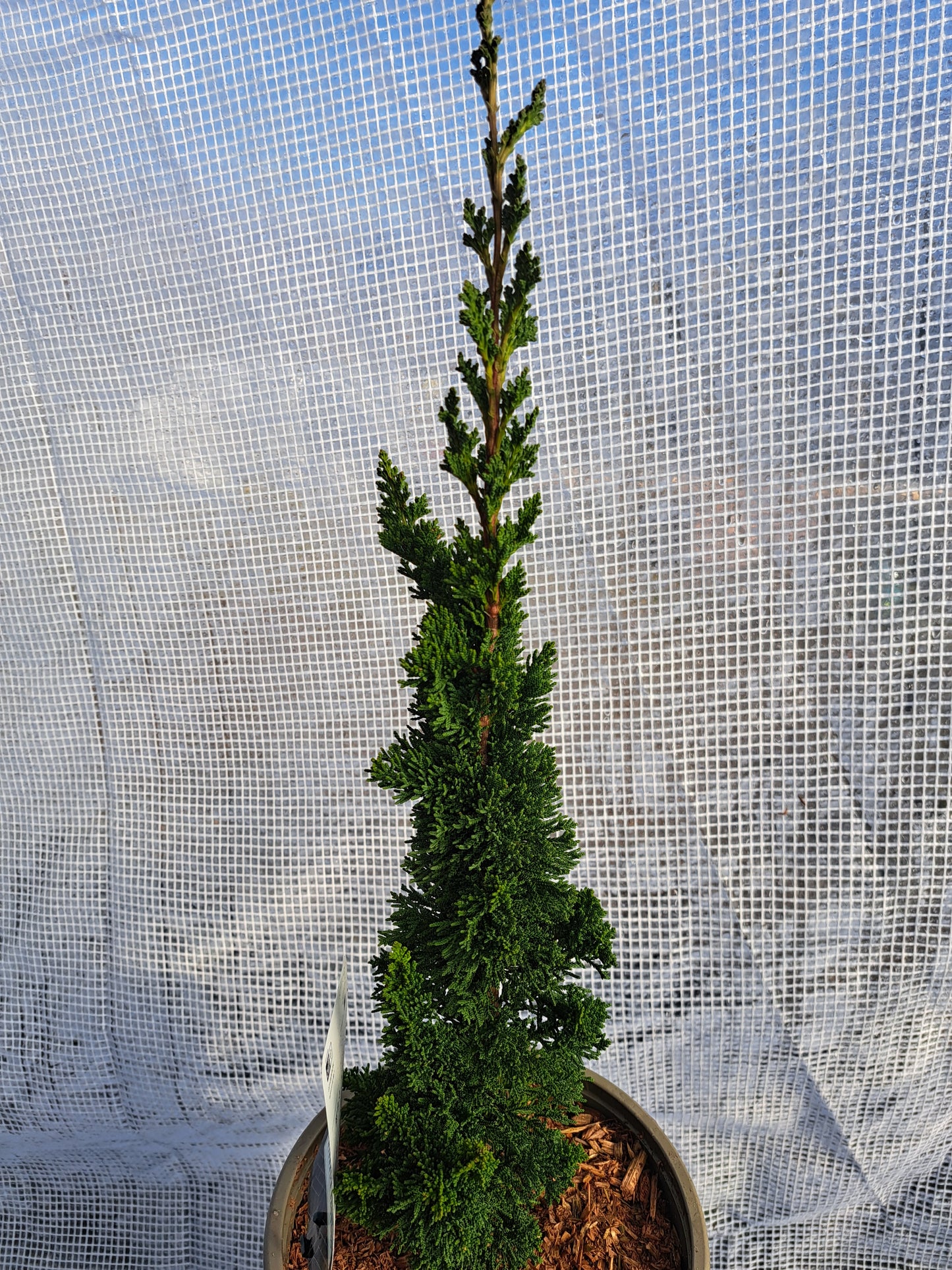 Chamaecyparis lawsoniana 'Wissel's Saguaro' 40-50 cm