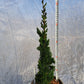 Chamaecyparis lawsoniana 'Wissel's Saguaro' 40-50 cm