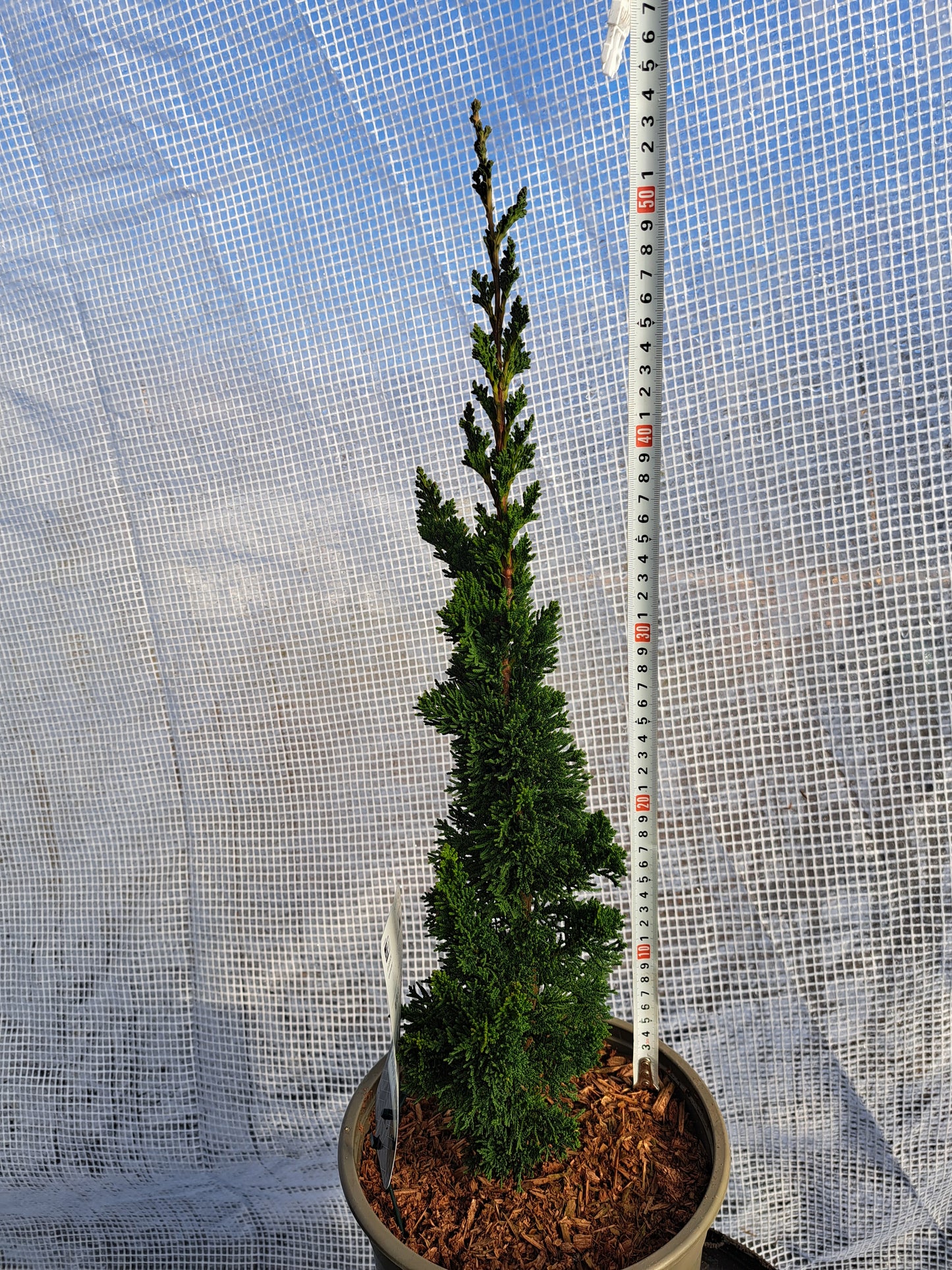 Chamaecyparis lawsoniana 'Wissel's Saguaro' 40-50 cm