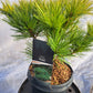 Pinus strobus 'Minima' 30-40 cm