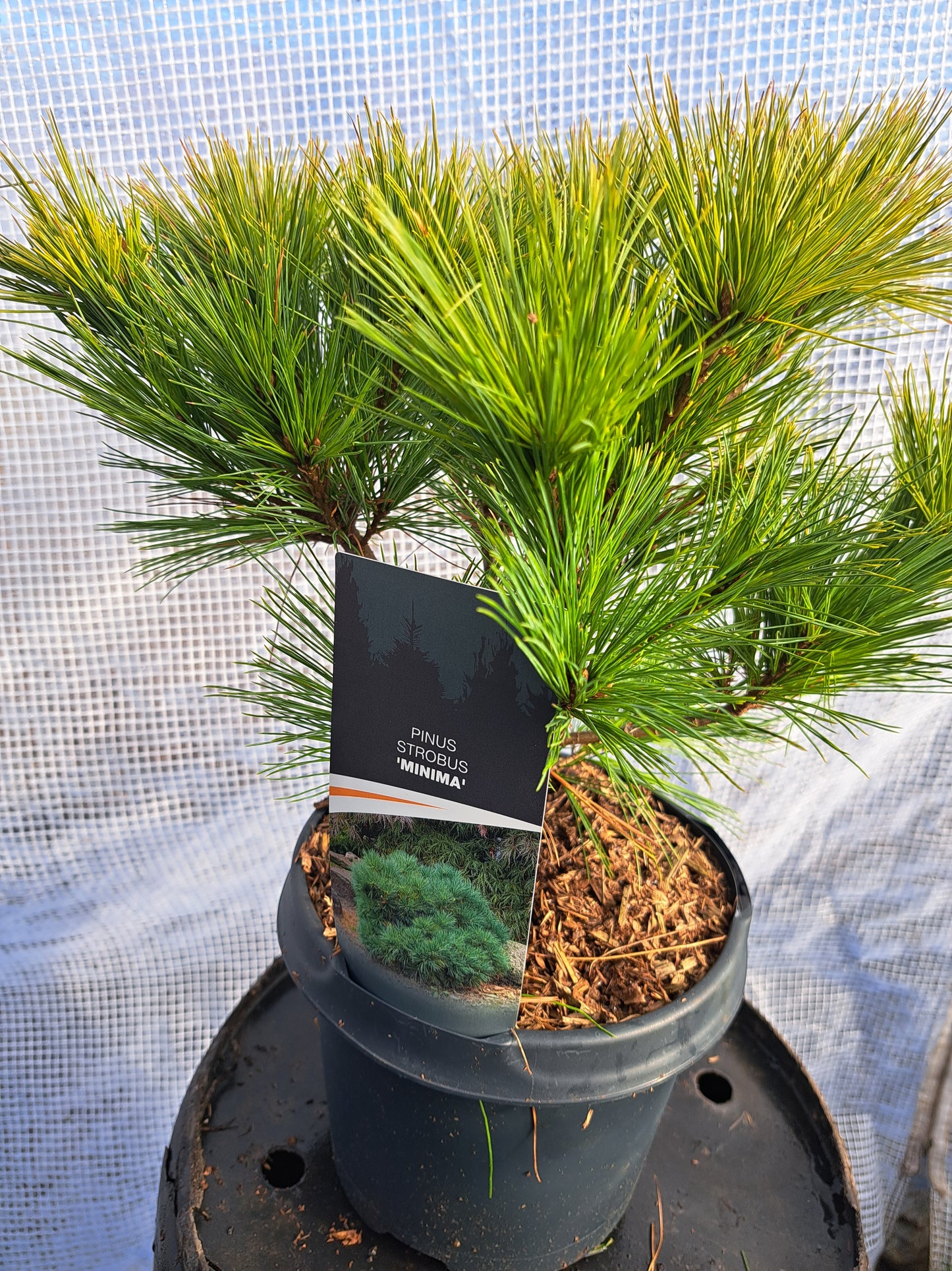 Pinus strobus 'Minima' 30-40 cm