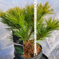 Pinus strobus 'Minima' 30-40 cm