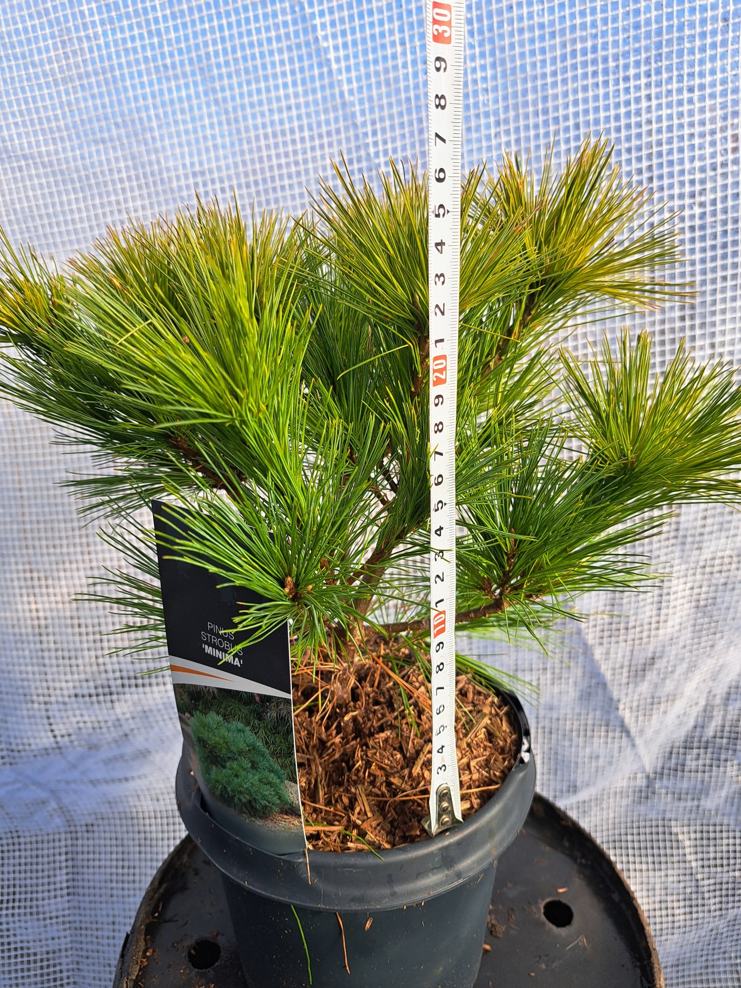 Pinus strobus 'Minima' 30-40 cm