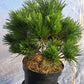 Pinus thunbergii 'Maijima' - Pin negru japonez 'Maijima' 35-45 cm