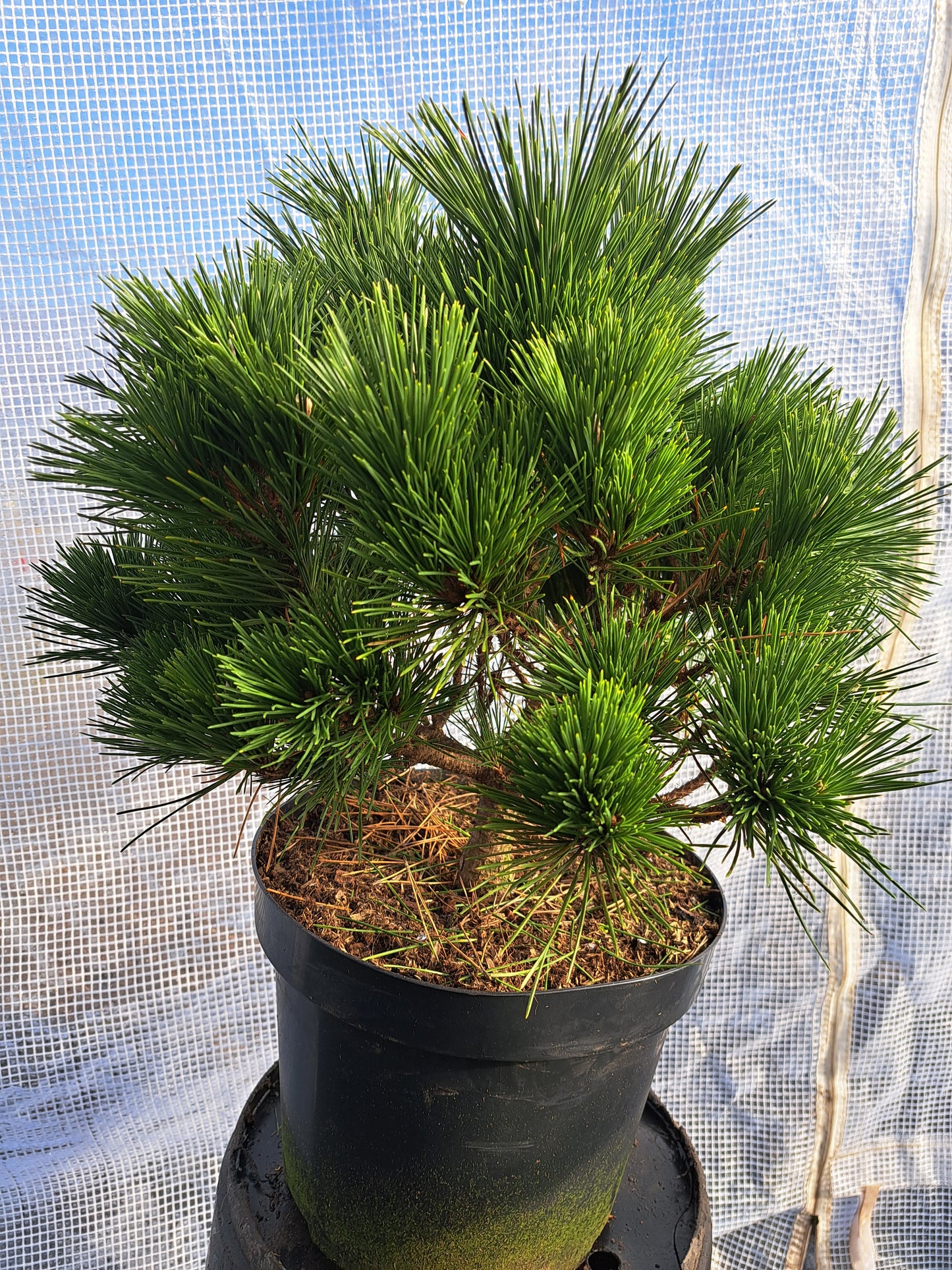 Pinus thunbergii 'Maijima' - Pin negru japonez 'Maijima' 35-45 cm