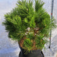 Pinus thunbergii 'Maijima' - Pin negru japonez 'Maijima' 35-45 cm