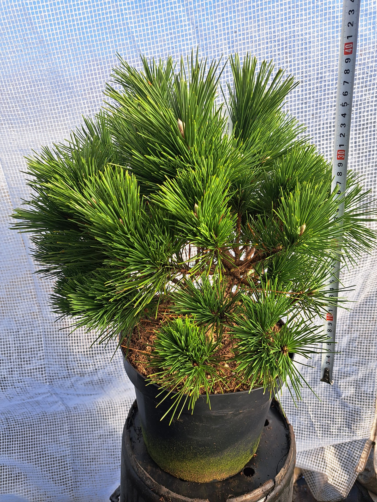 Pinus thunbergii 'Maijima' - Pin negru japonez 'Maijima' 35-45 cm