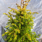 Juniperus communis 'Gold Cone' 30-40 cm