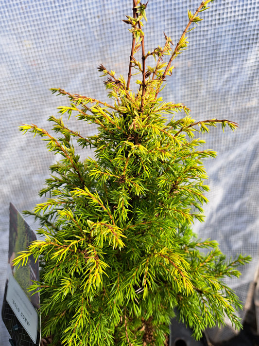 Juniperus communis 'Gold Cone' 30-40 cm