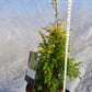 Juniperus communis 'Gold Cone' 30-40 cm