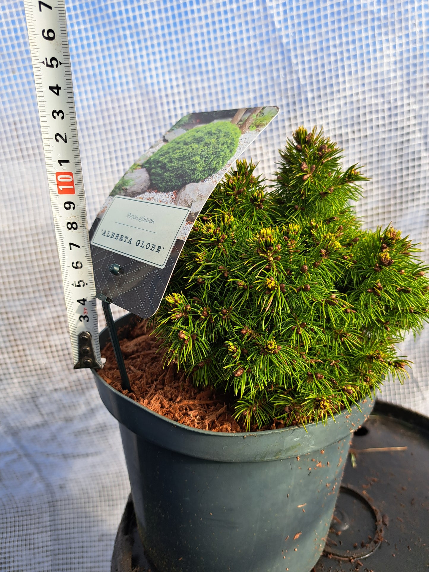 Picea glauca 'Alberta Globe' - 20cm