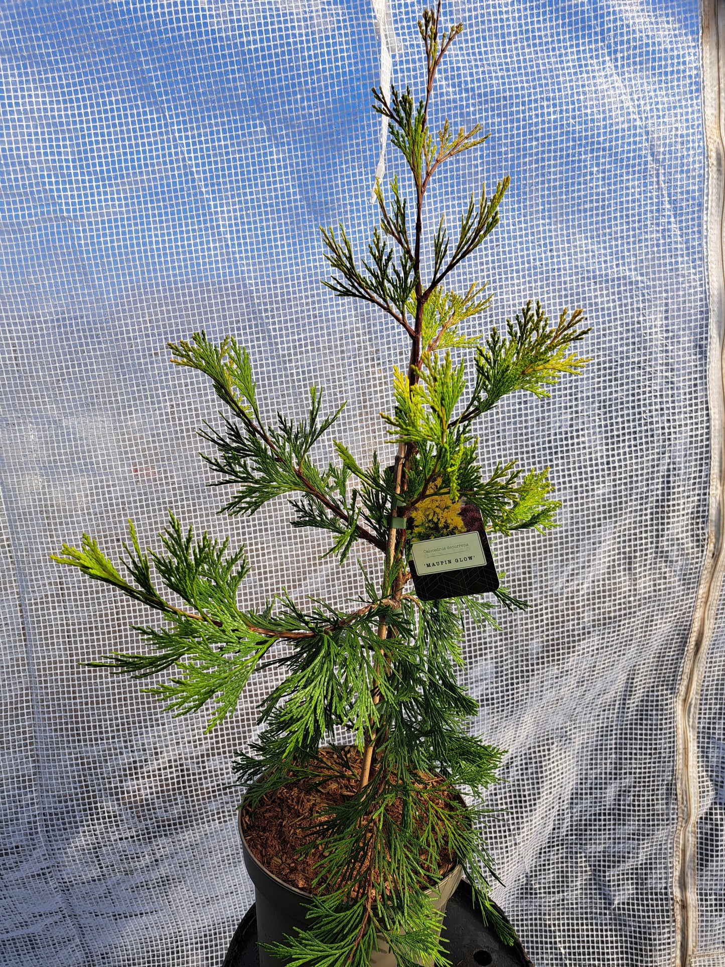 Calocedrus decurrens 'Maupin Glow' 50-70