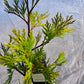 Calocedrus decurrens 'Maupin Glow' 50-70