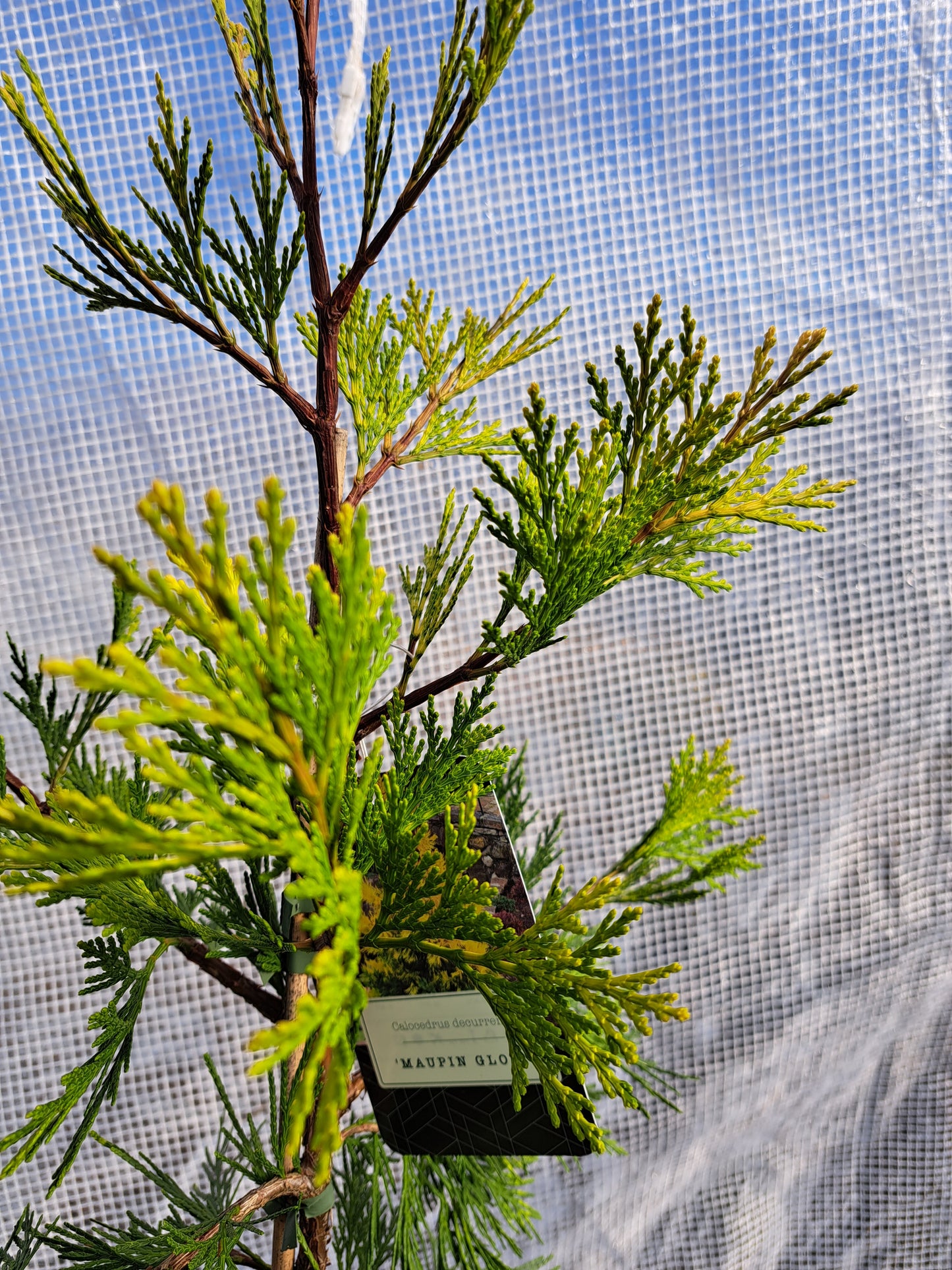 Calocedrus decurrens 'Maupin Glow' 50-70