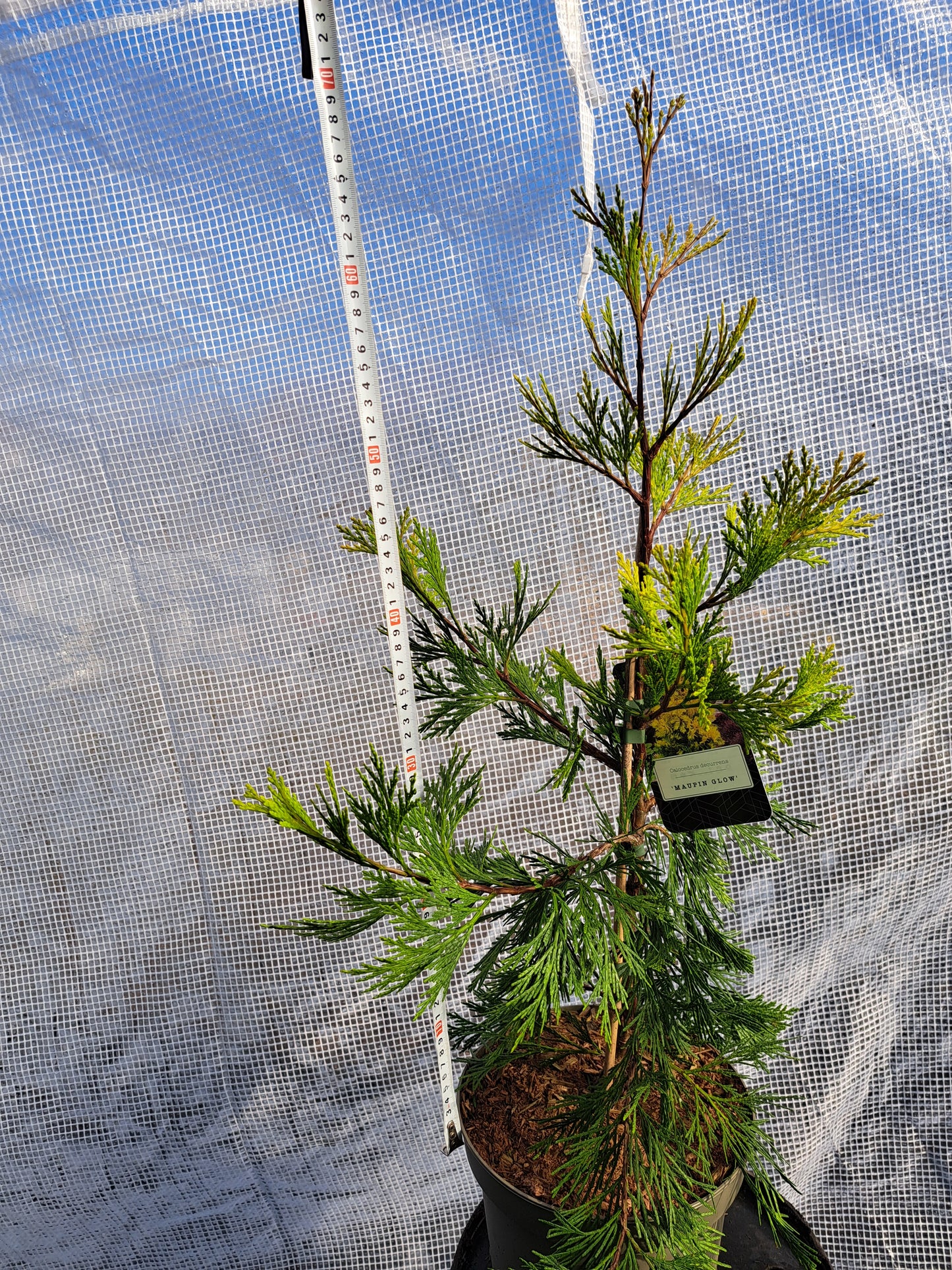 Calocedrus decurrens 'Maupin Glow' 50-70