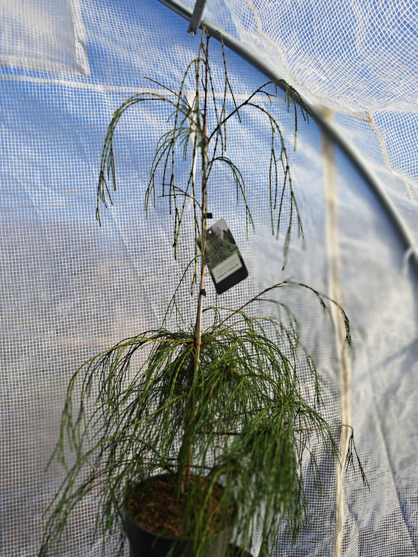 Chamaecyparis lawsoniana 'Ushi's Curtain' 80-100 cm