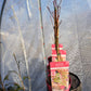 Acer x conspicuum 'Red Flamingo' - 50-70 cm