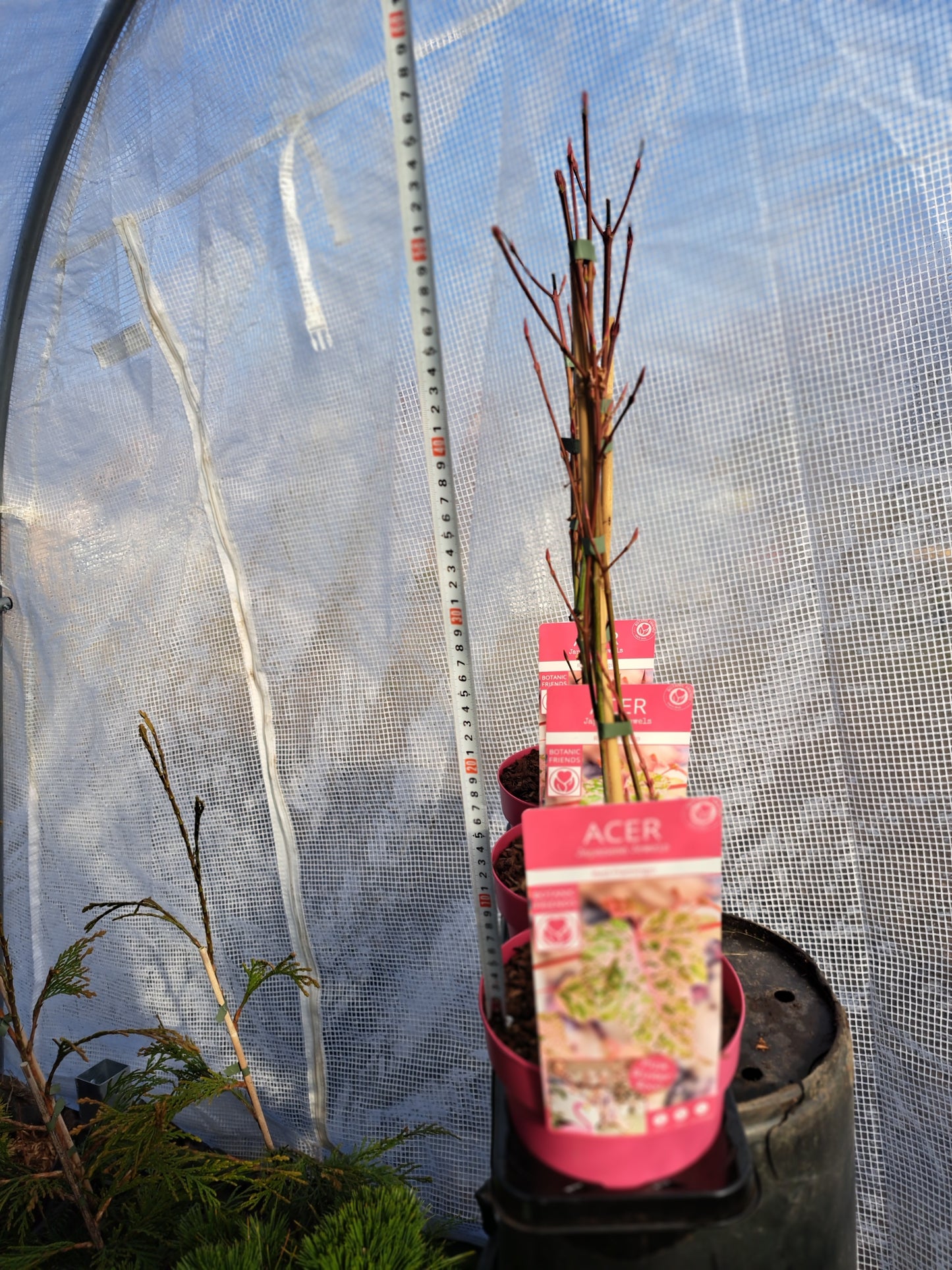 Acer x conspicuum 'Red Flamingo' - 50-70 cm