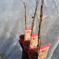 Acer x conspicuum 'Red Flamingo' - 50-70 cm