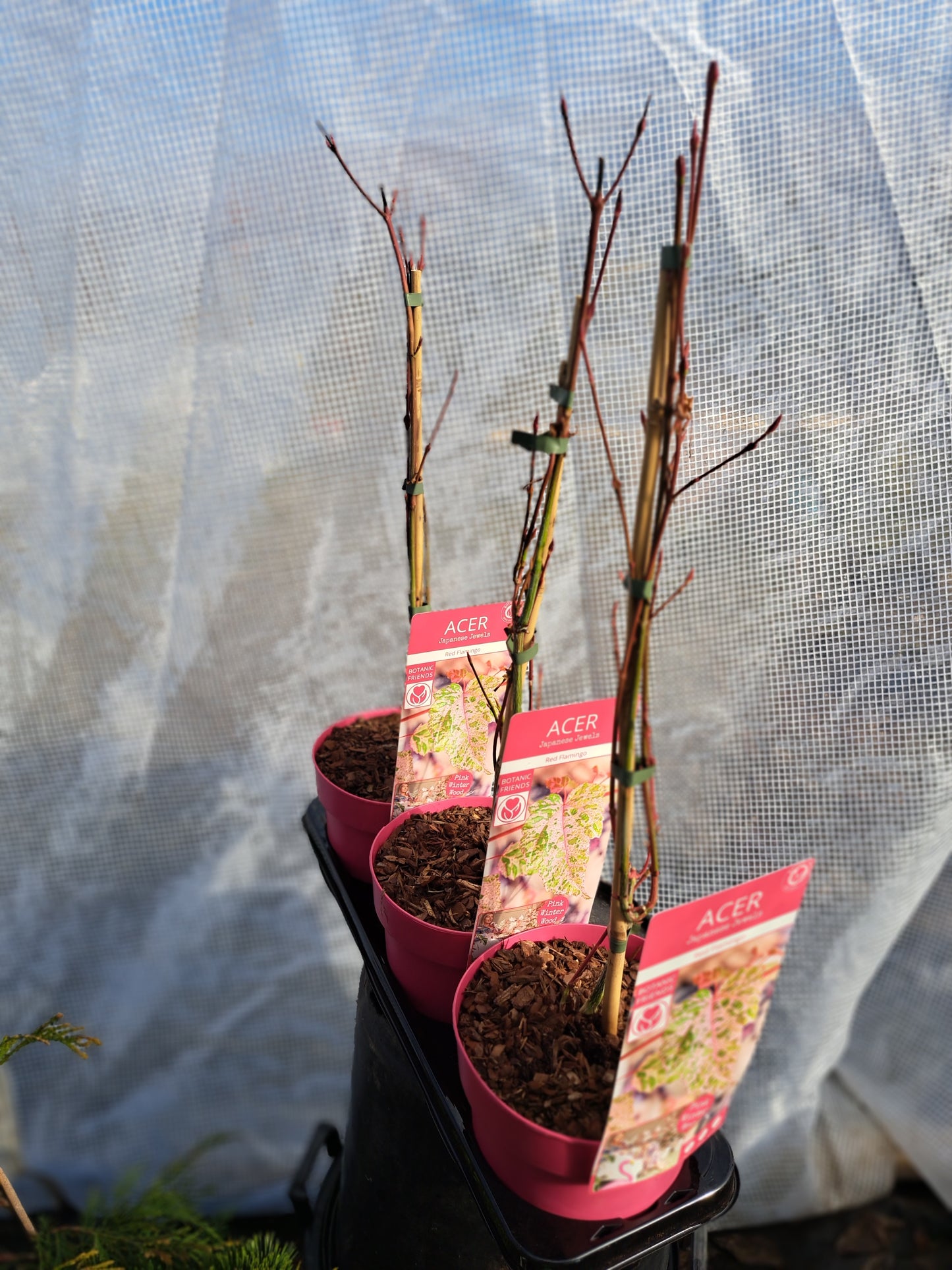 Acer x conspicuum 'Red Flamingo' - 50-70 cm