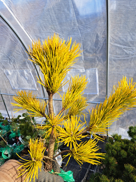 Pinus contorta 'Chief Joseph' - 30-40 cm